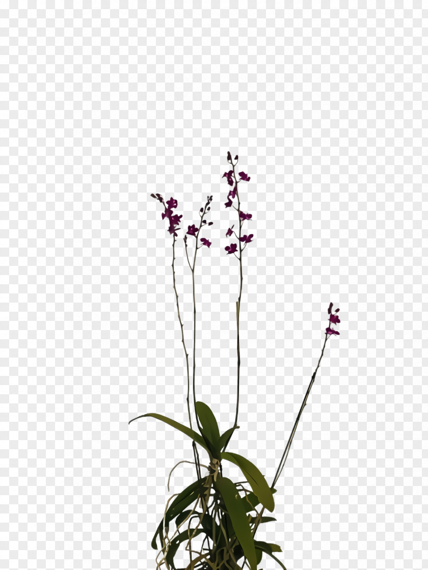 Moth Orchid Dendrobium Flower Flowering Plant Pedicel Stem PNG