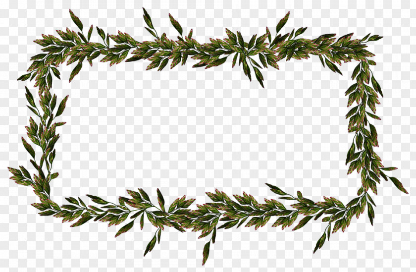 Pine Cypress Family Tree Background PNG