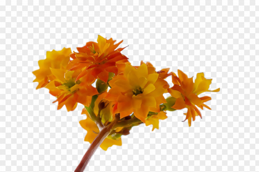 Plant Stem Petal Leaf Cut Flowers Branch PNG