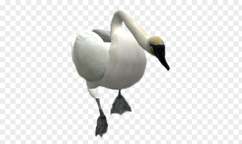 Goose Mute Swan Bird PNG