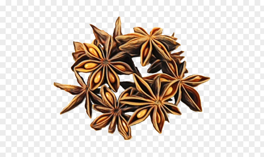 Herb Flower Star Anise Plant Spice PNG
