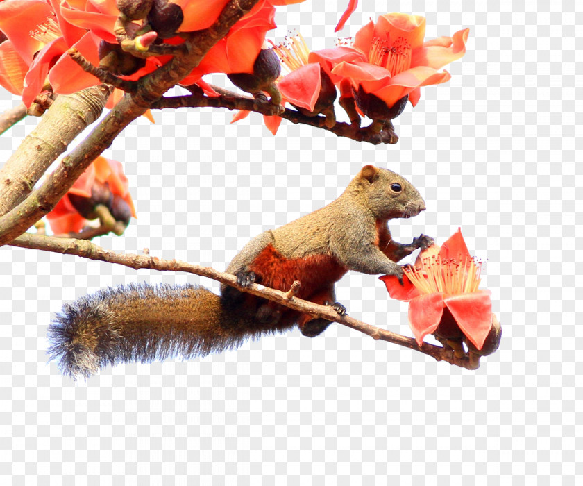 Kapok Squirrel Bombax Ceiba Tree Chipmunk PNG