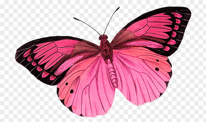 Pink Butterfly Background Monarch Greta Oto Clip Art PNG