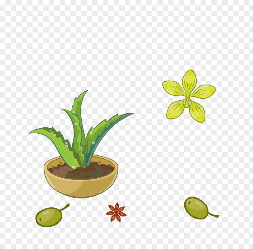 Plant Aloe Vera Green Flowerpot PNG