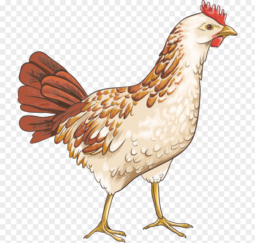 T-shirt Chicken Zazzle Clothing PNG