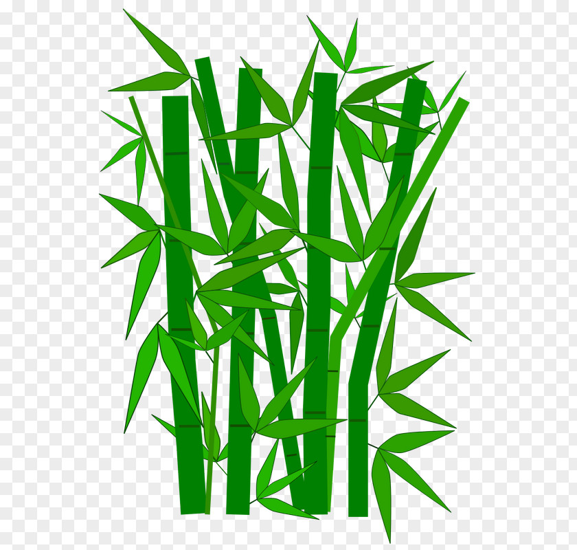 Tree Tropical Woody Bamboos Clip Art PNG