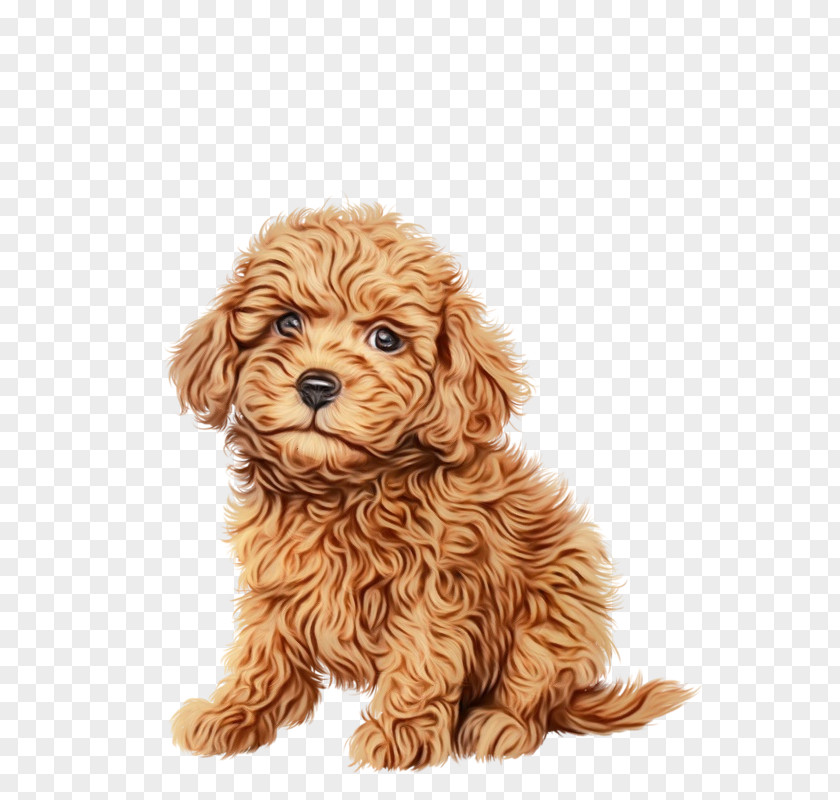 American Cocker Spaniel Cockapoo Toy Poodle Miniature PNG