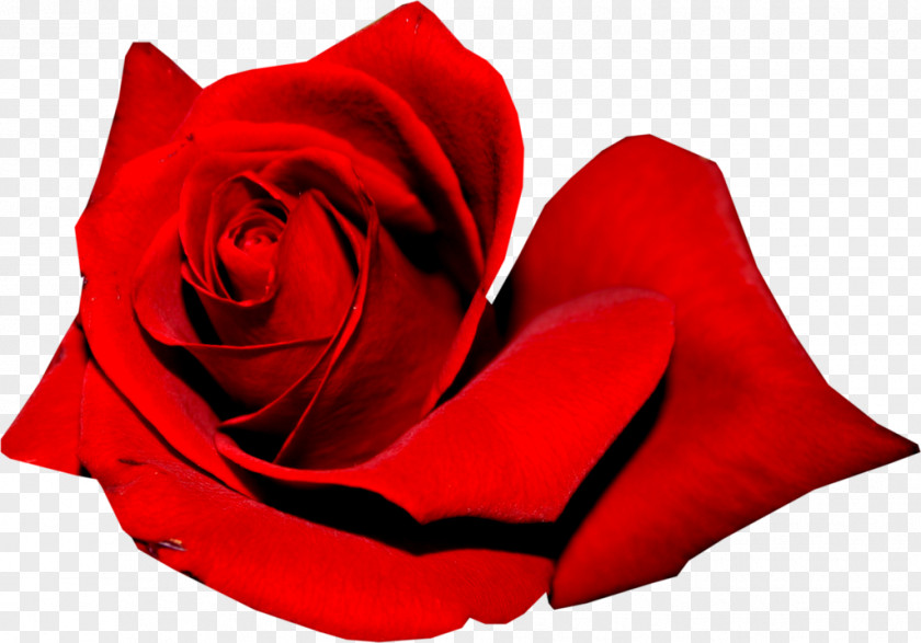 Garden Roses Flower Image Red PNG