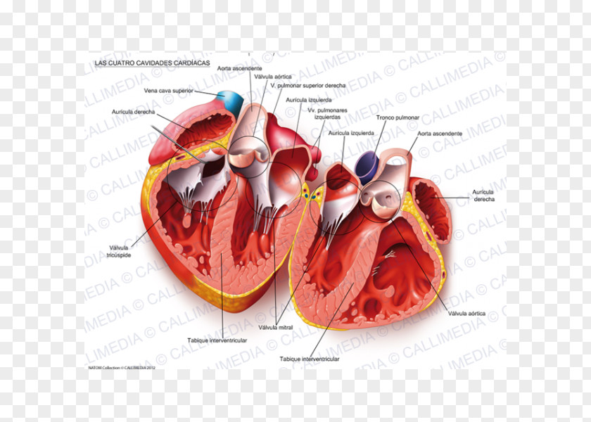 Heart Body Cavity Circulatory System Anatomy Cardiovascular Disease PNG