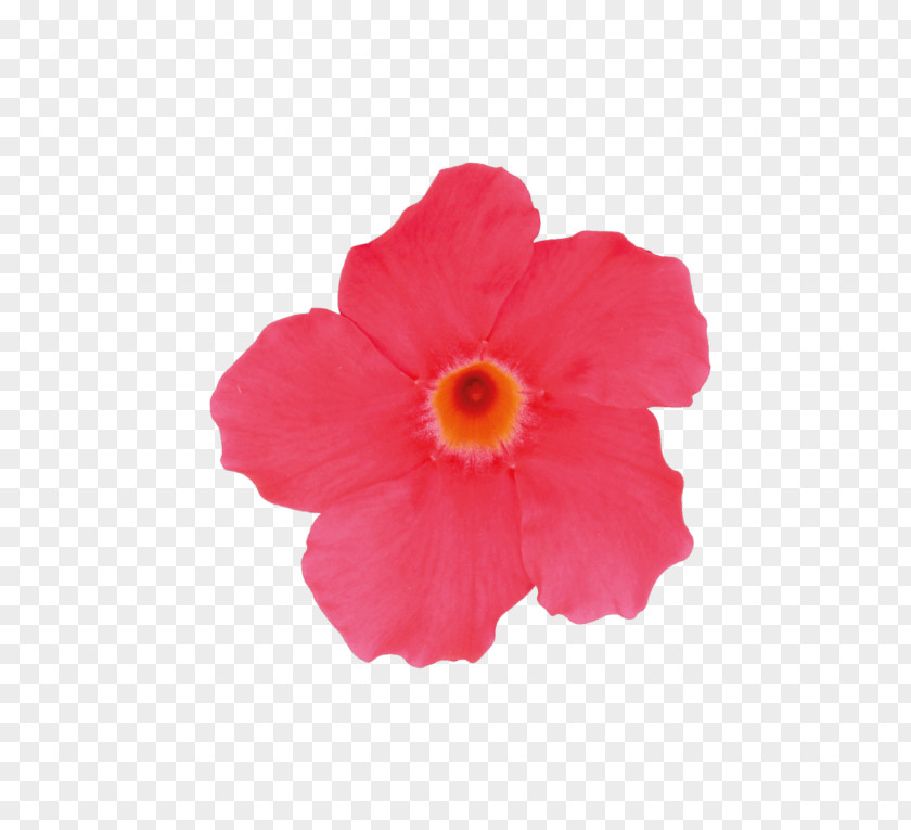 Plant Rocktrumpet Hibiscus Garden Ultra Fractal PNG