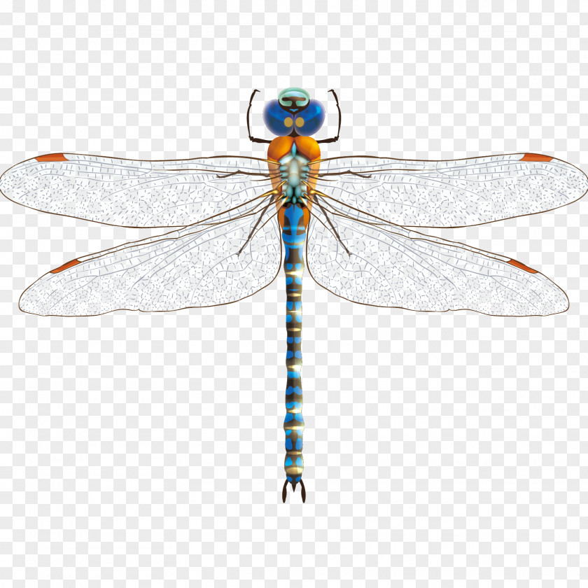 Vector Hand Painted Dragonfly Damselfly Insect Clip Art PNG