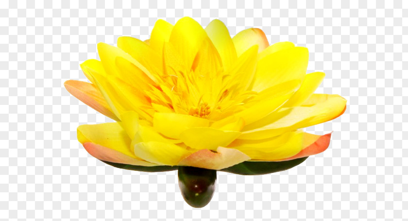 Yellow Blue Flower Violet Chrysanthemum PNG