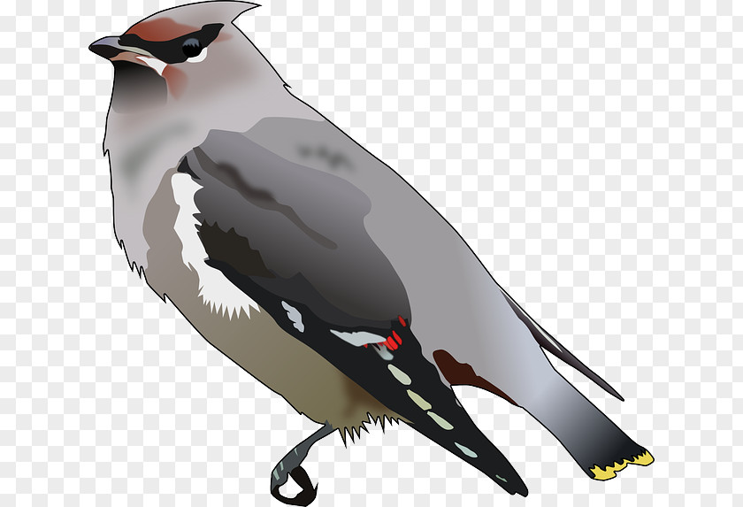 Bird Bohemian Waxwing Passerine Cedar Clip Art PNG