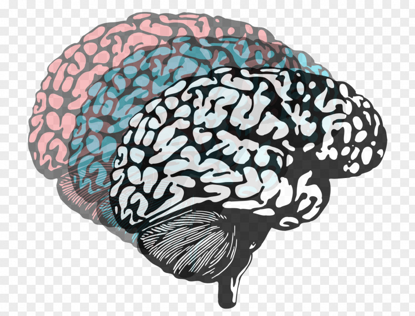Brain Human Lateralization Of Function Neuroimaging Psychology PNG