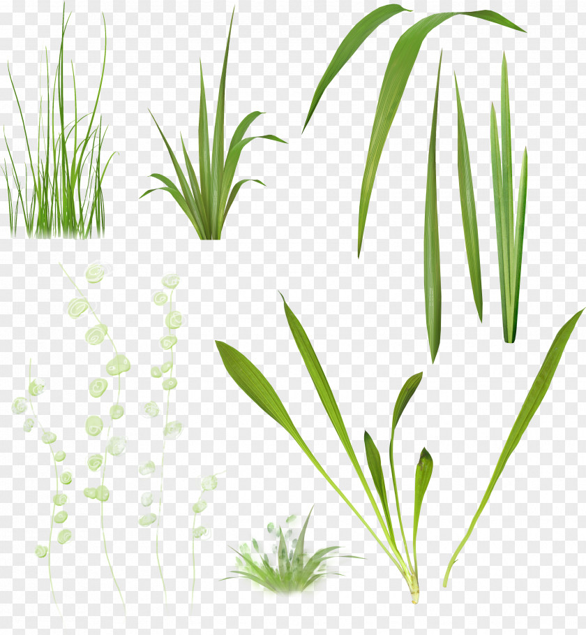 Fresh Grass Plant Stem Herbaceous Clip Art PNG