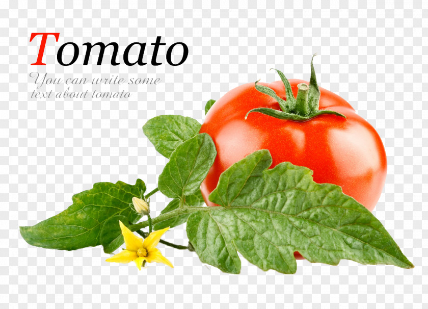 Tomato Paste Vegetable Salsa Canned PNG