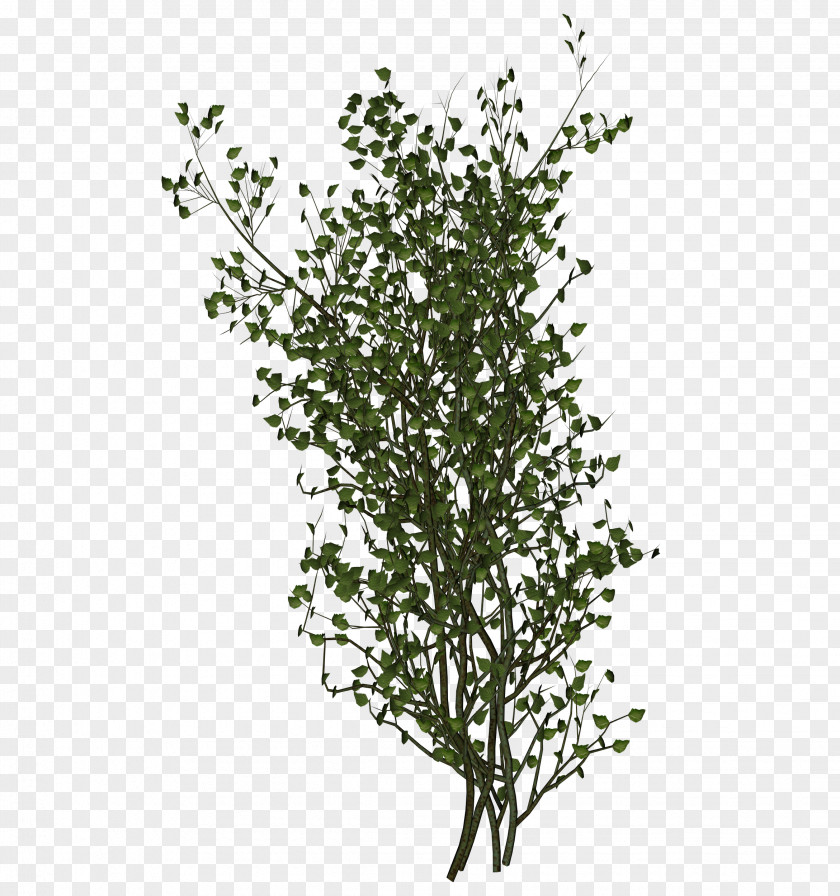 Tree Out-Tree Leaf Shrub Branch PNG