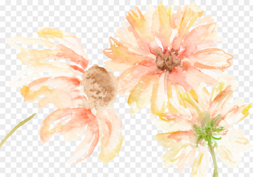 Chrysanthemum Floral Design Transvaal Daisy Still Life Photography Cut Flowers PNG