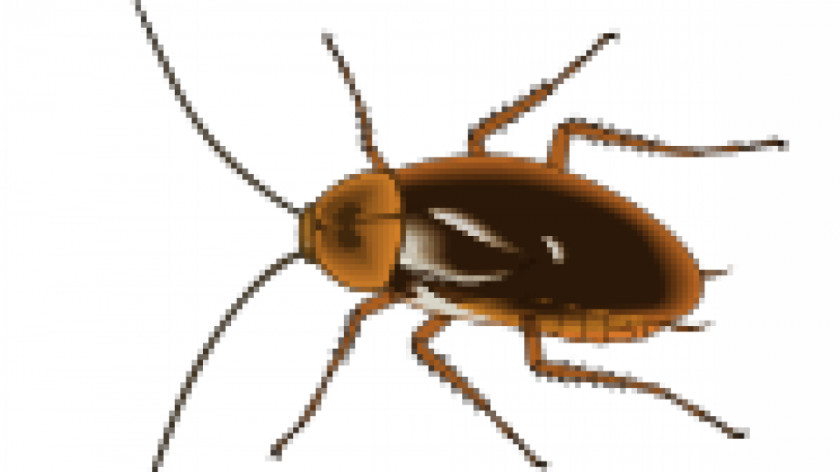 Images Of Reptiles Cockroach Pest Control Insect Clip Art PNG