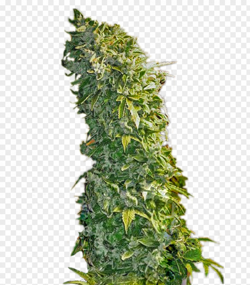 Marijuana Feminized Cannabis Seed Plant Skunk PNG