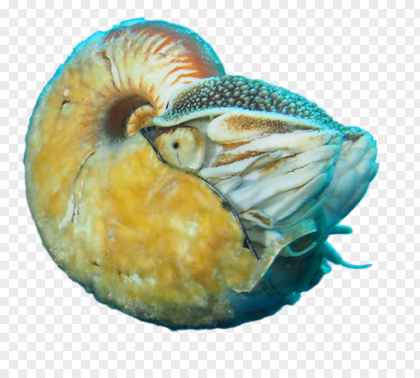 Nautilus Cephalopod Allonautilus Scrobiculatus Living Fossil Biology Chambered PNG