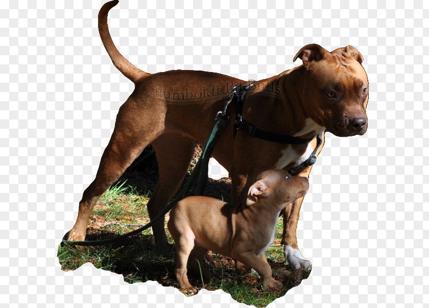 Pitbull American Pit Bull Terrier Bully Staffordshire PNG