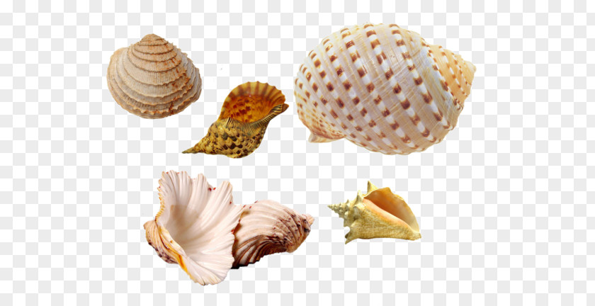 Seashell Cockle Conchology Sea Snail PNG