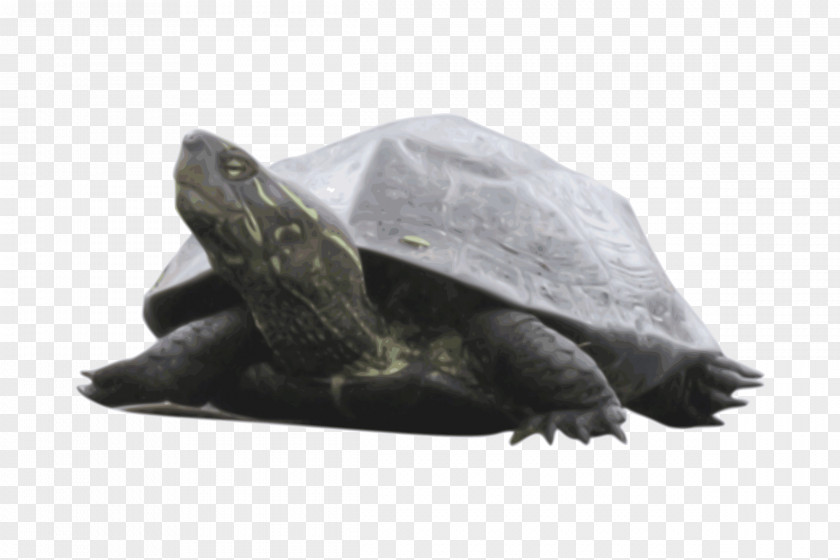 Turtle Sea Common Snapping Reptile Box PNG