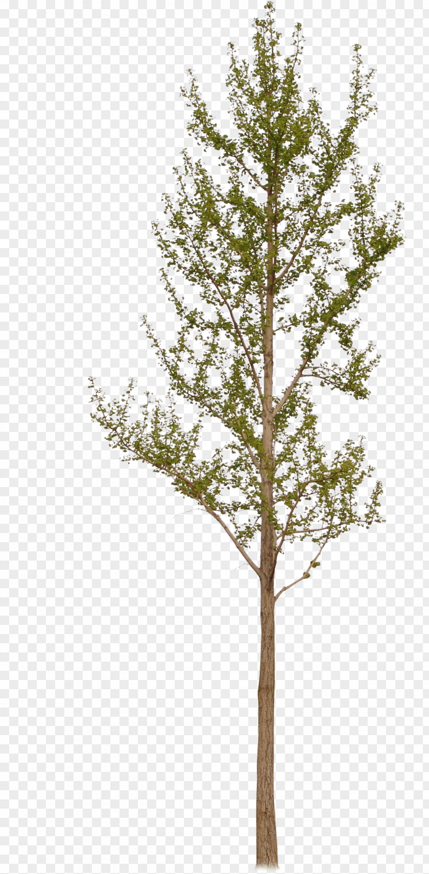 Ginkgo Tree Larch Biloba Plant PNG