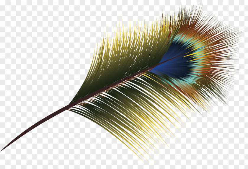 Feathers Vector Feather Asiatic Peafowl PNG