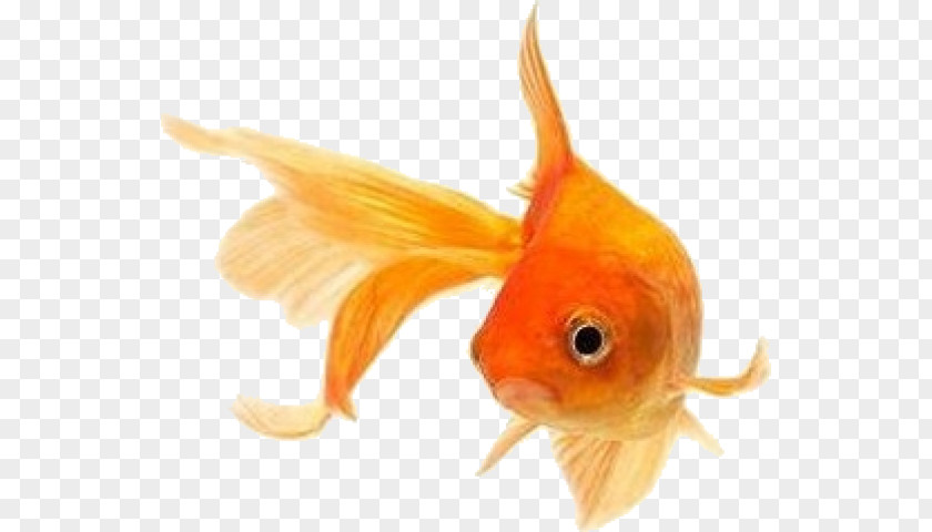 Fish Bowl Goldfish Koi Stock Photography Siamese Fighting PNG