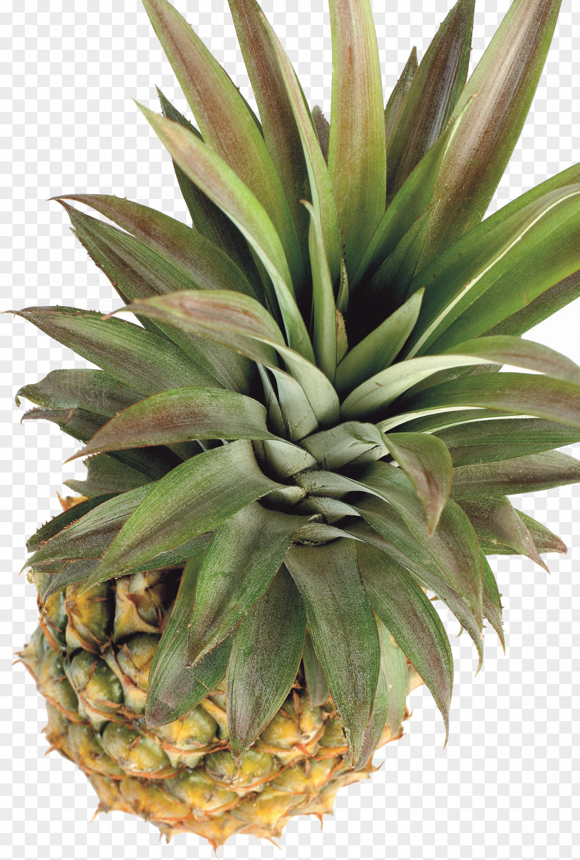 Pineapple Tropical Fruit Papaya Clip Art PNG