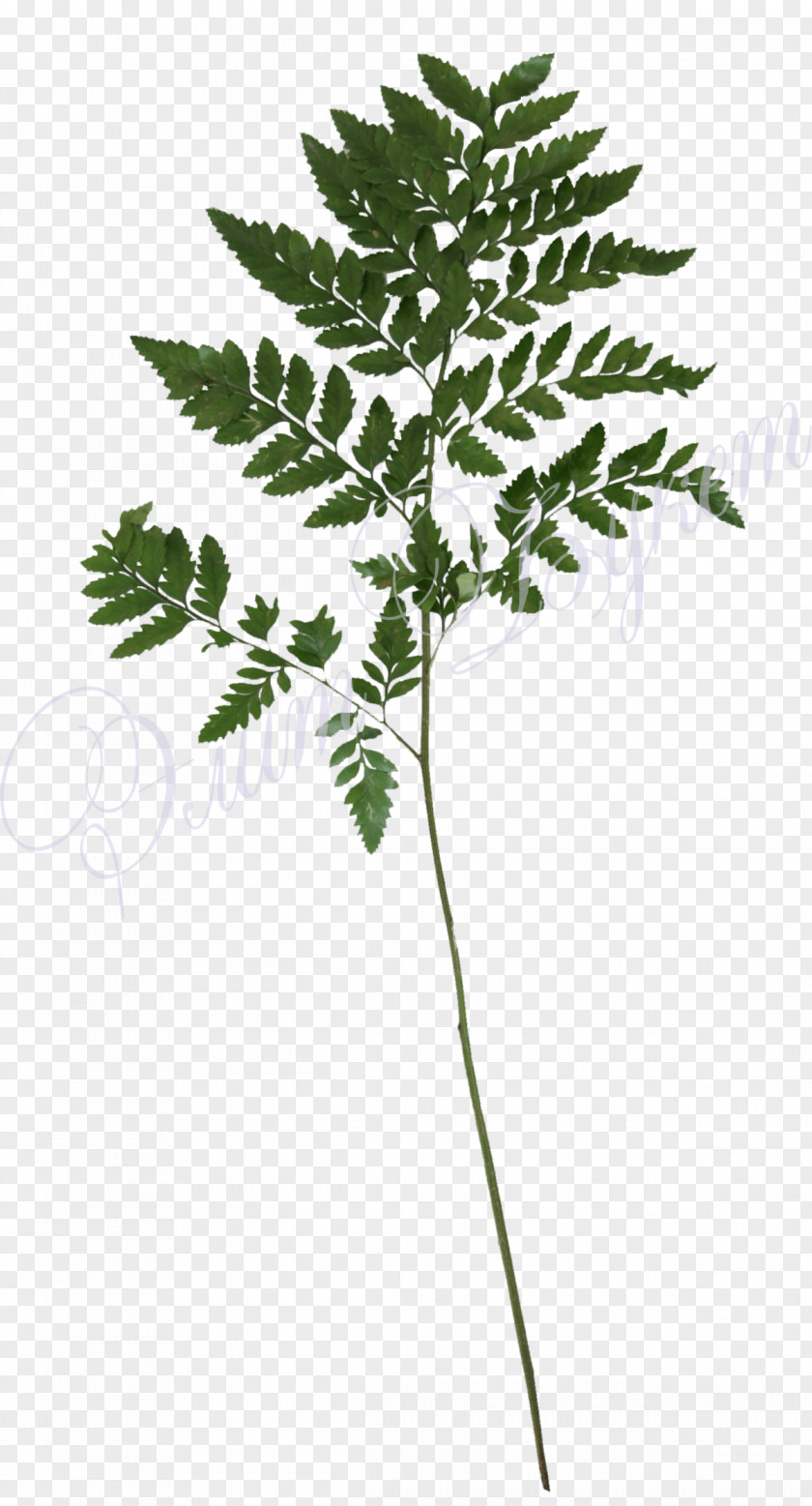 Plant Vascular Flower Stem PNG