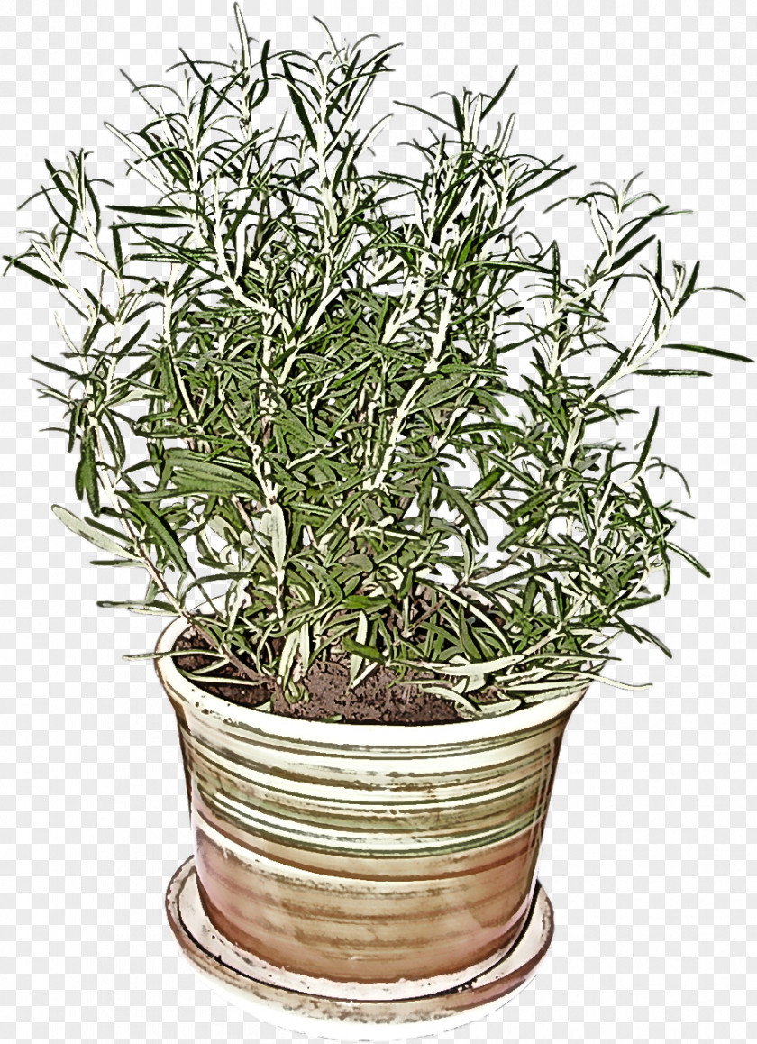 Rosemary PNG