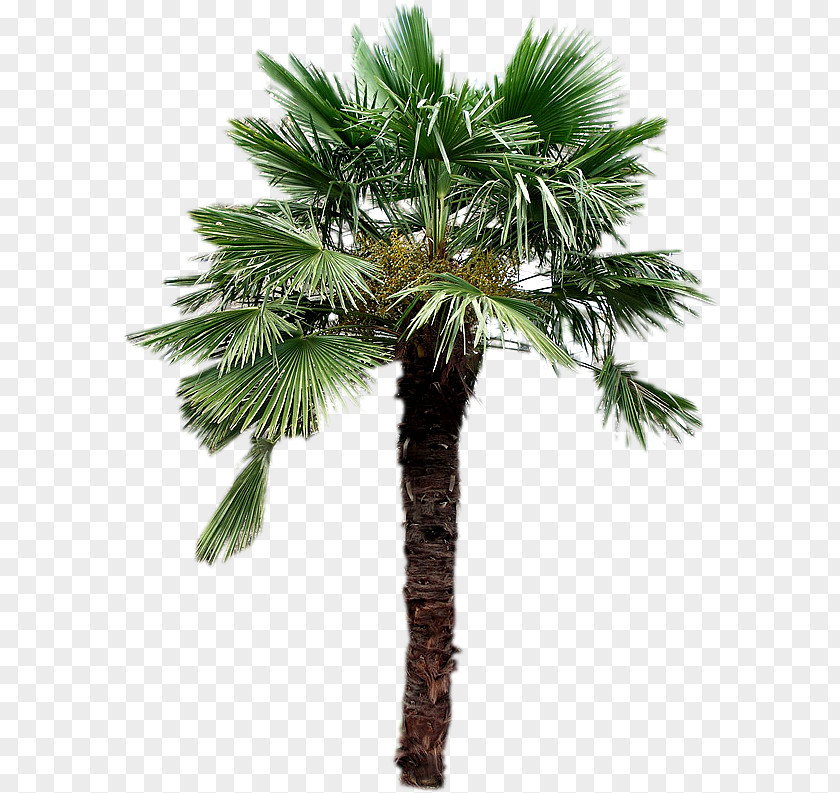 Tree Asian Palmyra Palm Canary Islands Arecaceae Island Date PNG