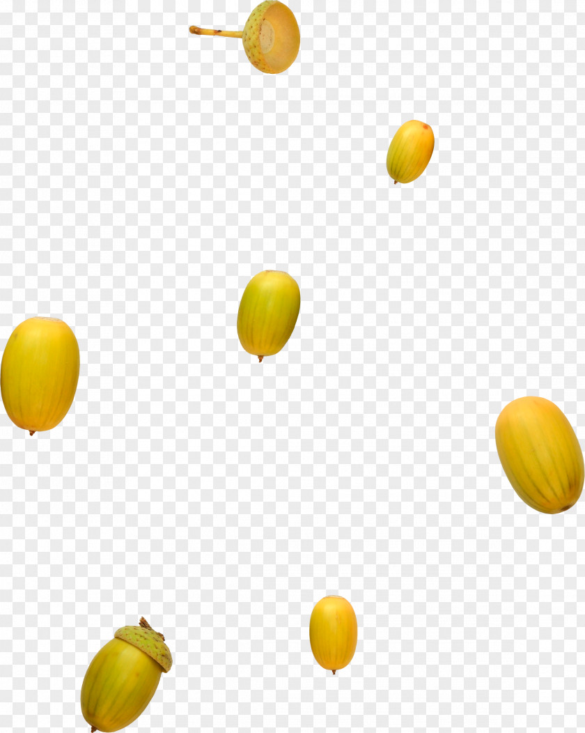 Acorn Oak Yellow PNG