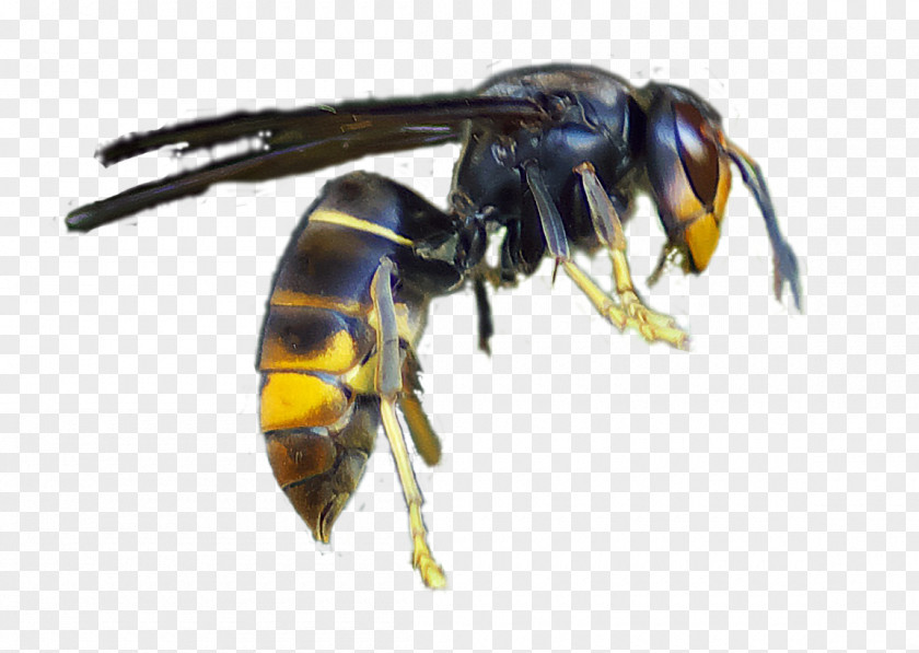 Bee Honey Asian Hornet Giant Wasp PNG