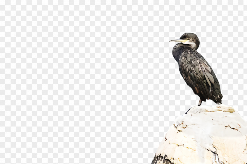 Bird Beak Of Prey Vulture Wildlife PNG