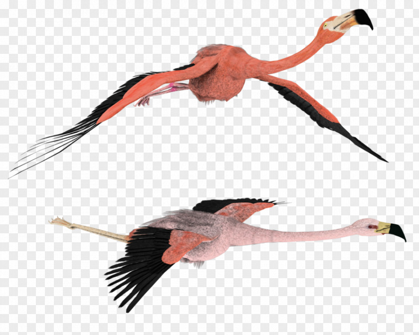 Flamingo Rendering Drawing Clip Art PNG