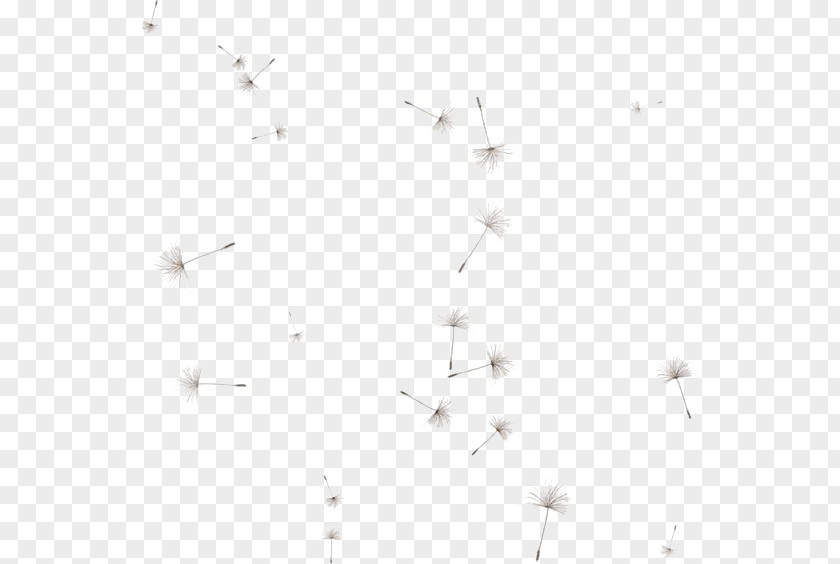 Floating Dandelion Line Angle Point Black And White PNG