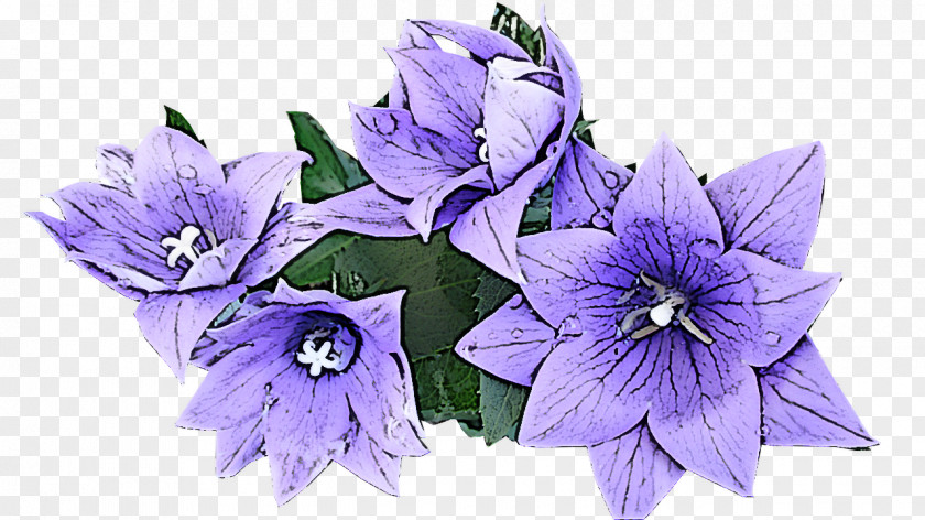 Flower Balloon Plant Purple Violet PNG