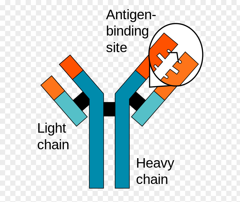 Geology Darwin Antigen-antibody Interaction Immune System Monoclonal Antibody PNG