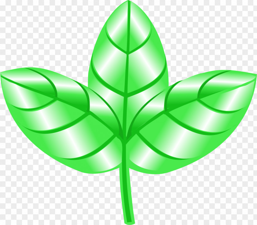 Leaf Plant Stem Symmetry Symbol PNG