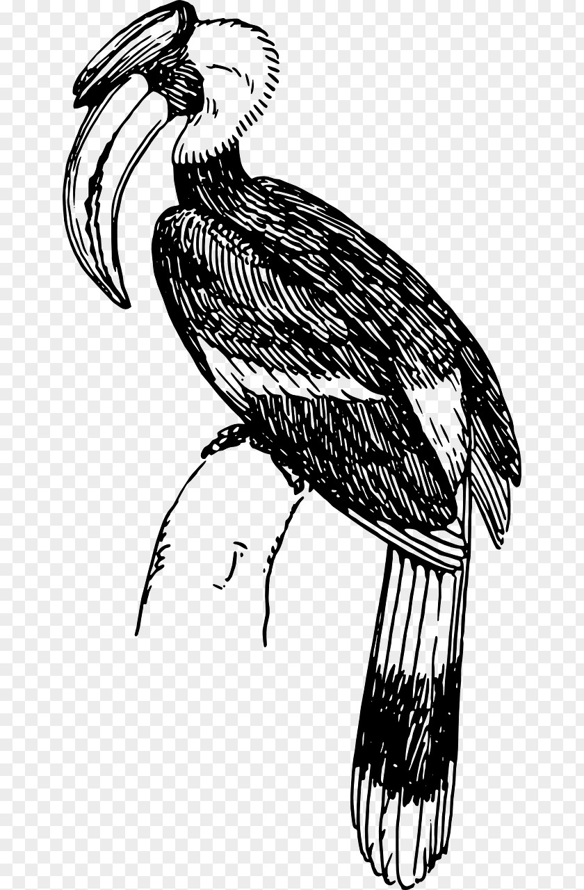 Piciformes Coloring Book Bird Line Drawing PNG