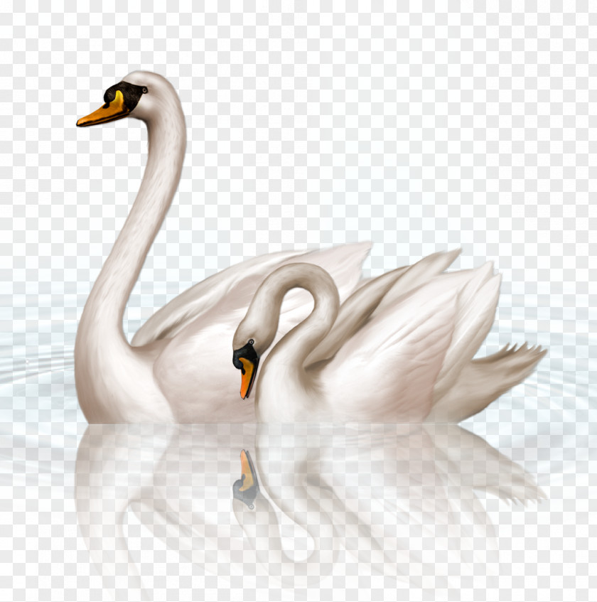 Swan Black Clip Art PNG