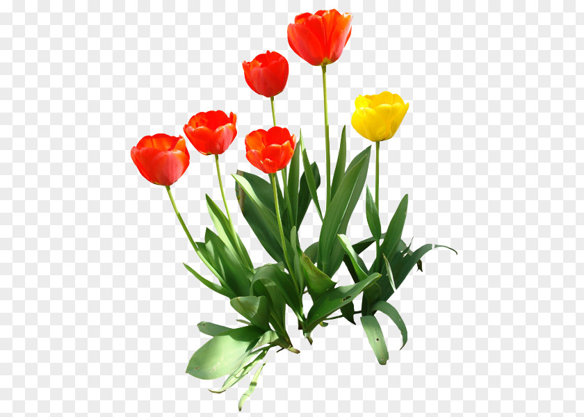 Tulip Transparent Image Indira Gandhi Memorial Garden Clip Art PNG