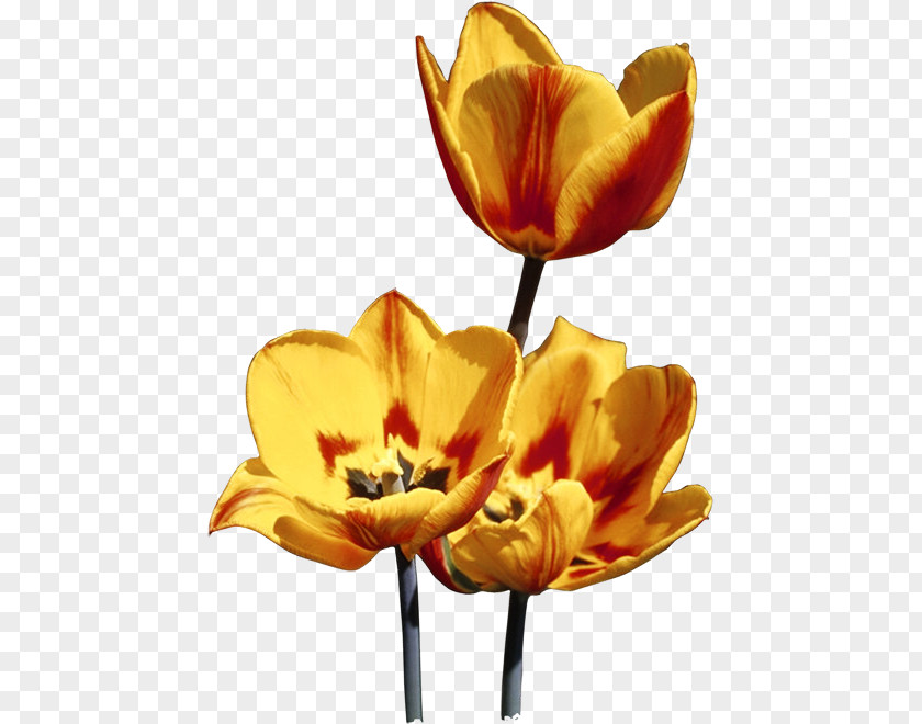 Wildflower Lady Tulip Flowers Background PNG