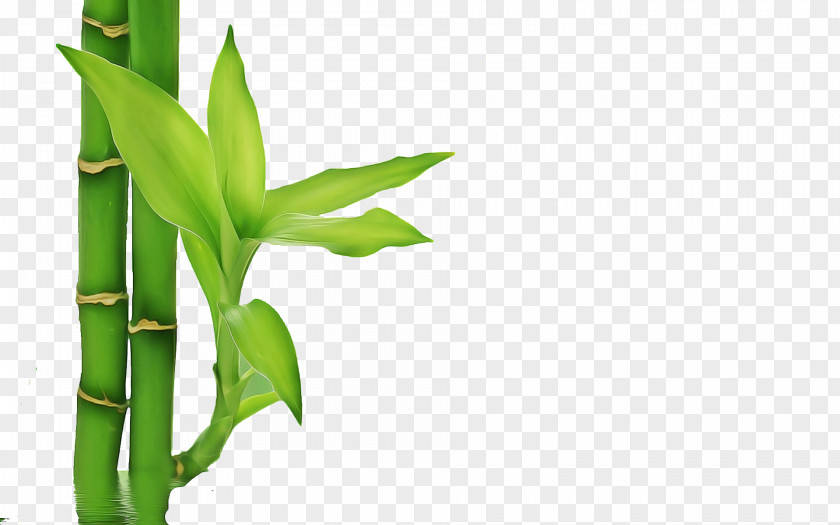 Zedoary Plant Stem Bamboo Leaf PNG
