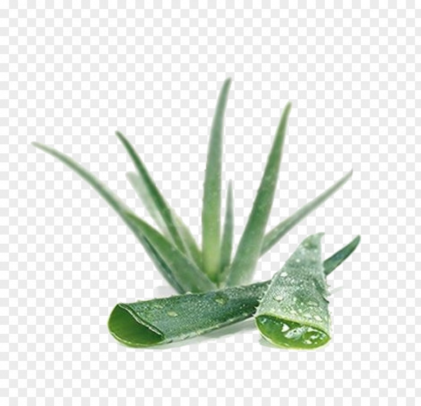 Aloe Plant Vera Skin Gel Lotion Medicinal Plants PNG