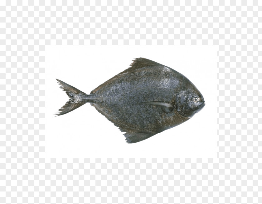 Fish Pampus Argenteus Sole Black Pomfret PNG